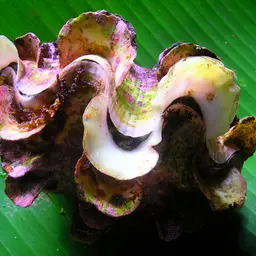 Squamosa Clam, photo 9