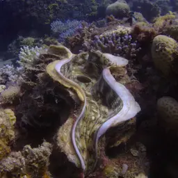 Squamosa Clam, photo 10
