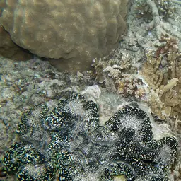 Squamosa Clam, photo 11