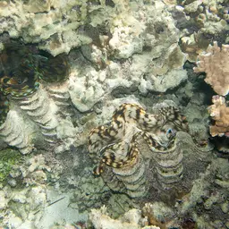 Squamosa Clam, photo 12