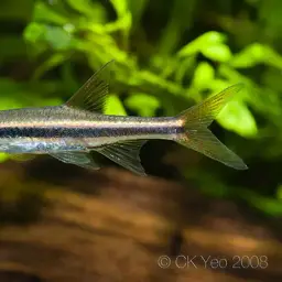Blue-lined Rasbora