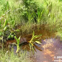Blue-lined Rasbora, photo 2