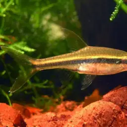 Blue-lined Rasbora, photo 3