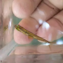 Blue-lined Rasbora, photo 4
