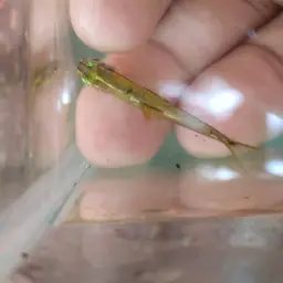Blue-lined Rasbora, photo 5
