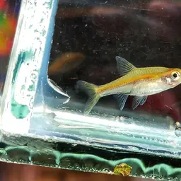 Blue-lined Rasbora, photo 6