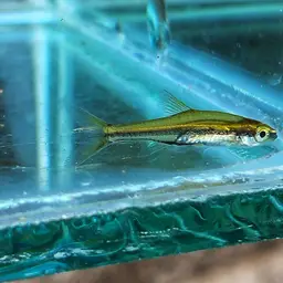 Blue-lined Rasbora, photo 7