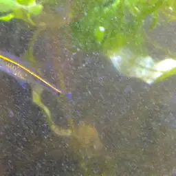 Blue-lined Rasbora, photo 8
