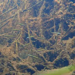 Blue-lined Rasbora, photo 9