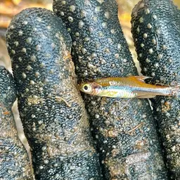 Blue-lined Rasbora, photo 10