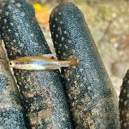 Blue-lined Rasbora, photo 11