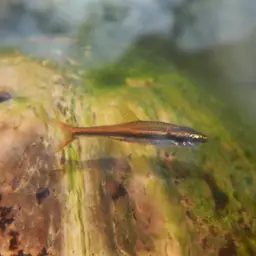 Blue-lined Rasbora, photo 12