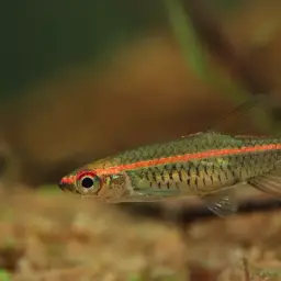 Glowlight Rasbora