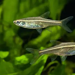 Glowlight Rasbora, photo 3