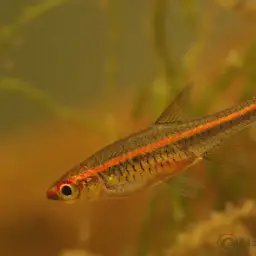 Glowlight Rasbora, photo 4