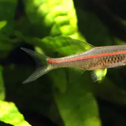 Glowlight Rasbora, photo 5