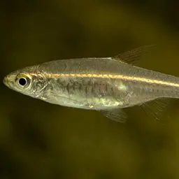 Glowlight Rasbora, photo 6