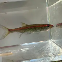 Glowlight Rasbora, photo 7