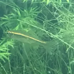 Glowlight Rasbora, photo 8