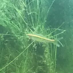Glowlight Rasbora, photo 9