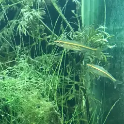 Glowlight Rasbora, photo 10