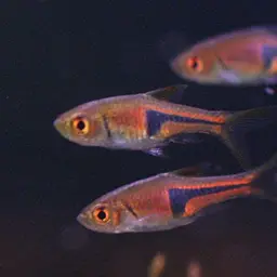 Lambchop Rasbora