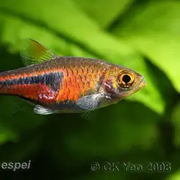 Lambchop Rasbora, photo 2