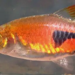 Lambchop Rasbora, photo 5