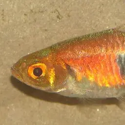 Lambchop Rasbora, photo 6