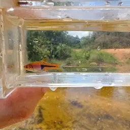 Lambchop Rasbora, photo 7