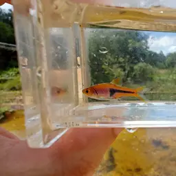 Lambchop Rasbora, photo 8
