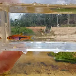 Lambchop Rasbora, photo 9
