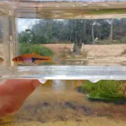 Lambchop Rasbora, photo 10