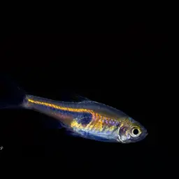 Lambchop Rasbora, photo 11