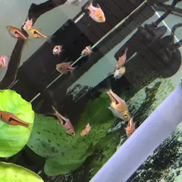 Lambchop Rasbora, photo 12