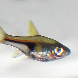 Glowlight Rasbora