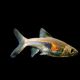 Glowlight Rasbora, photo 2