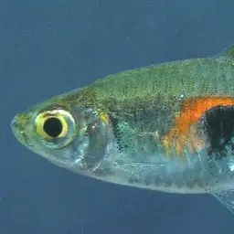 Glowlight Rasbora, photo 3
