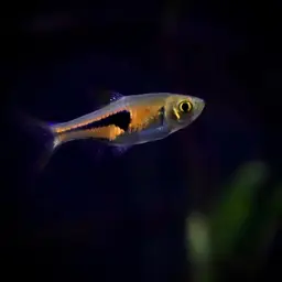 Glowlight Rasbora, photo 4