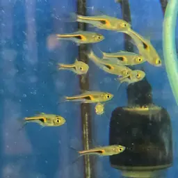Glowlight Rasbora, photo 6