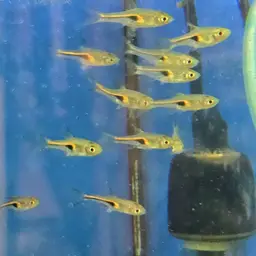 Glowlight Rasbora, photo 7