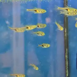 Glowlight Rasbora, photo 8