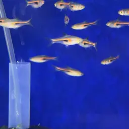 Glowlight Rasbora, photo 9