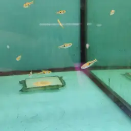 Glowlight Rasbora, photo 10
