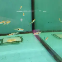 Glowlight Rasbora, photo 11