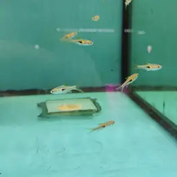 Glowlight Rasbora, photo 12