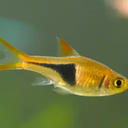 Harlequin Rasbora