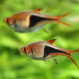 Harlequin Rasbora, photo 2