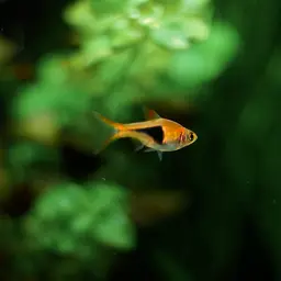 Harlequin Rasbora, photo 3