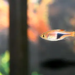 Harlequin Rasbora, photo 4